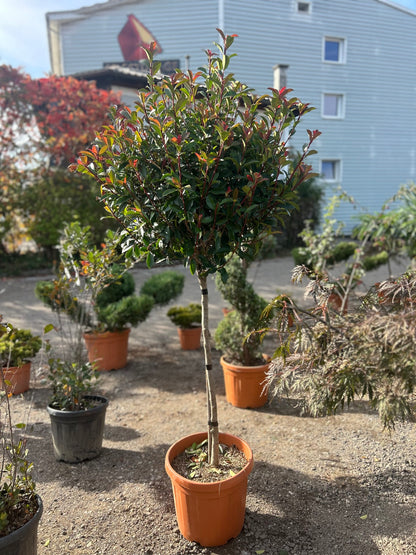 Photinia X Fraseri ‘Red Robin’
