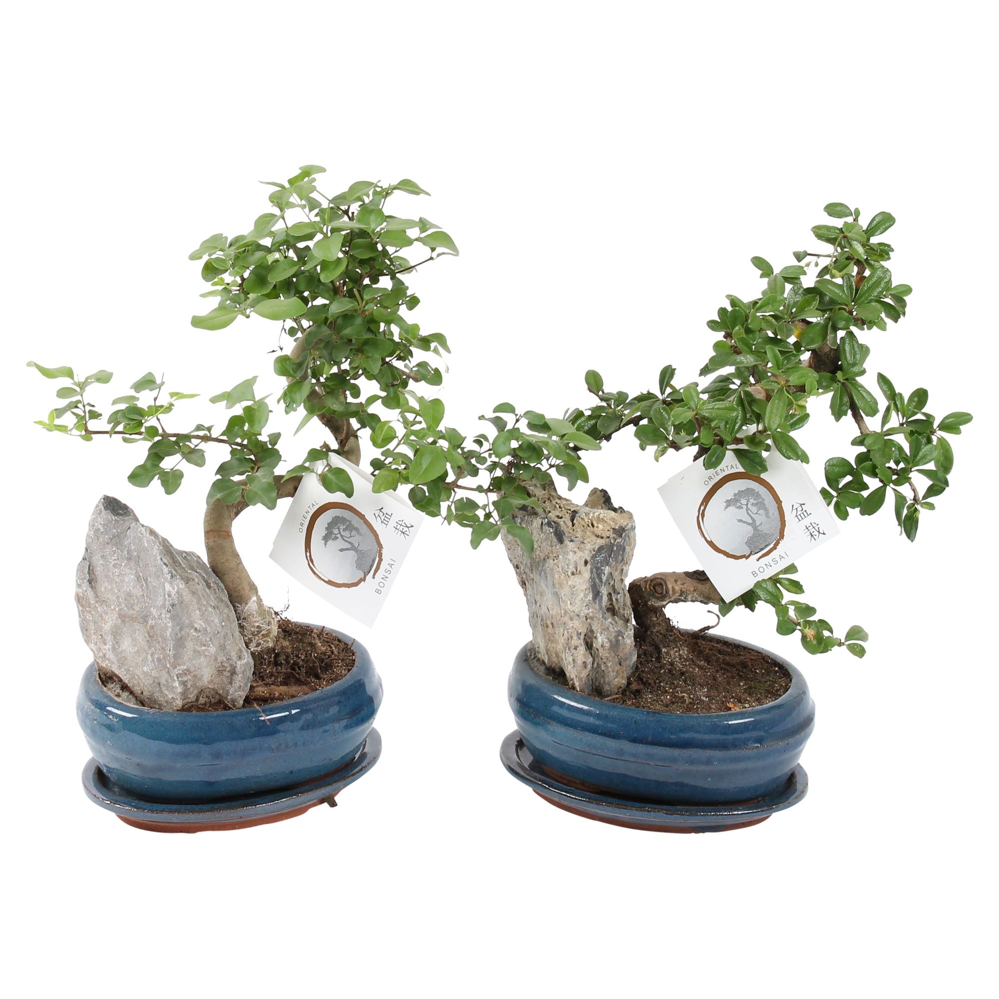Bonsai Mix With Stone
