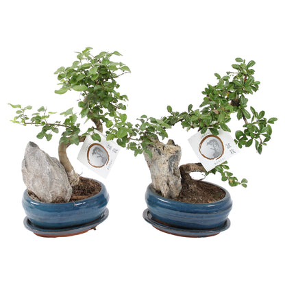 Bonsai Mix With Stone