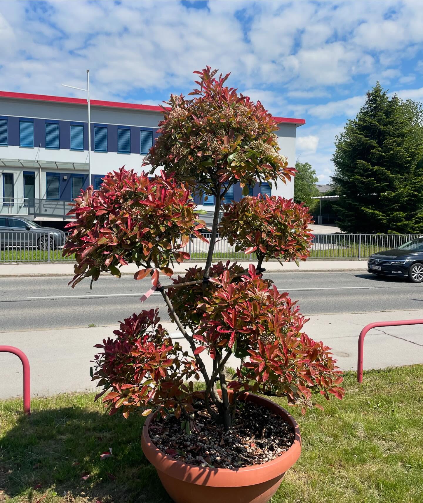 Photinia X Fraseri Pink Marble
