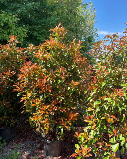 Photinia X Fraseri ‘Red Robin’