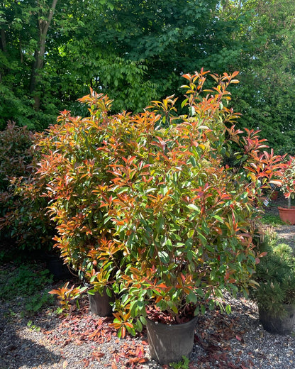 Photinia X Fraseri ‘Red Robin’