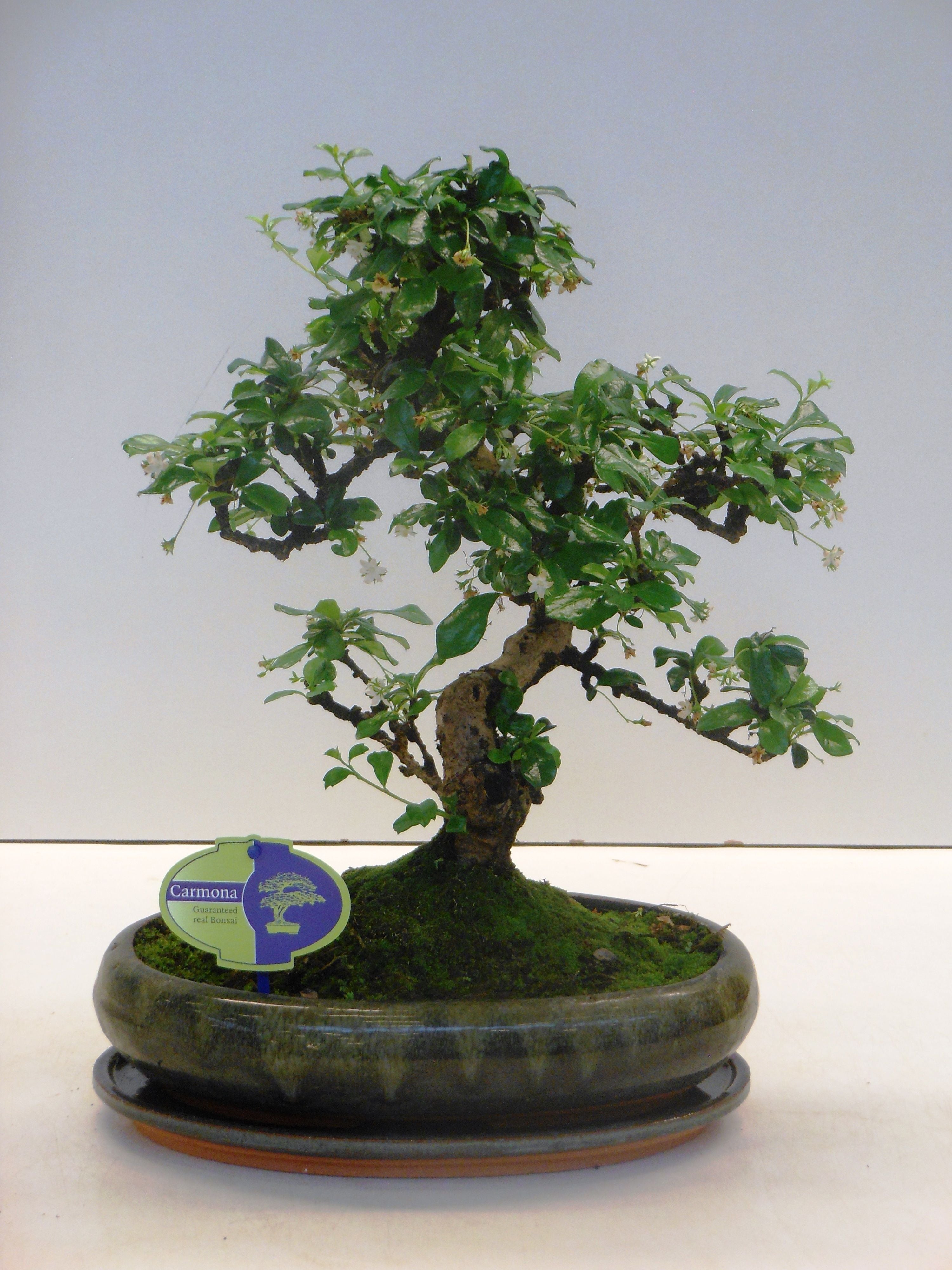 Bonsai Fukientee - Carmona Macrophylla S-Form