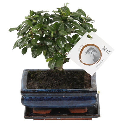 Bonsai Fukientee - Carmona Macrophylla