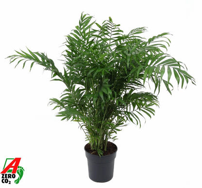 Bergpalme - Chamaedorea Elegans