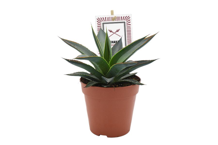 Agave Shaka Zulu