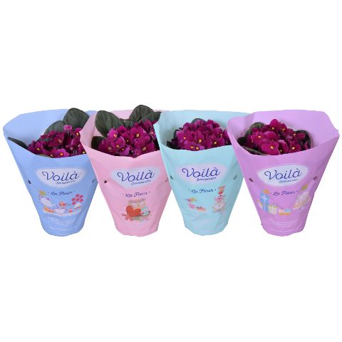 Saintpaulia Voila Red