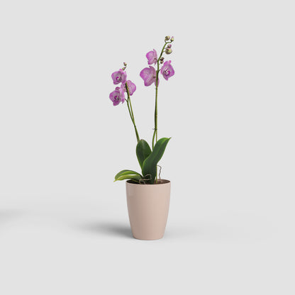 Fiji Orchid Pot