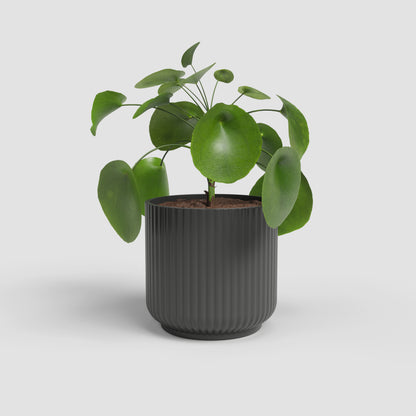 Luna Pot