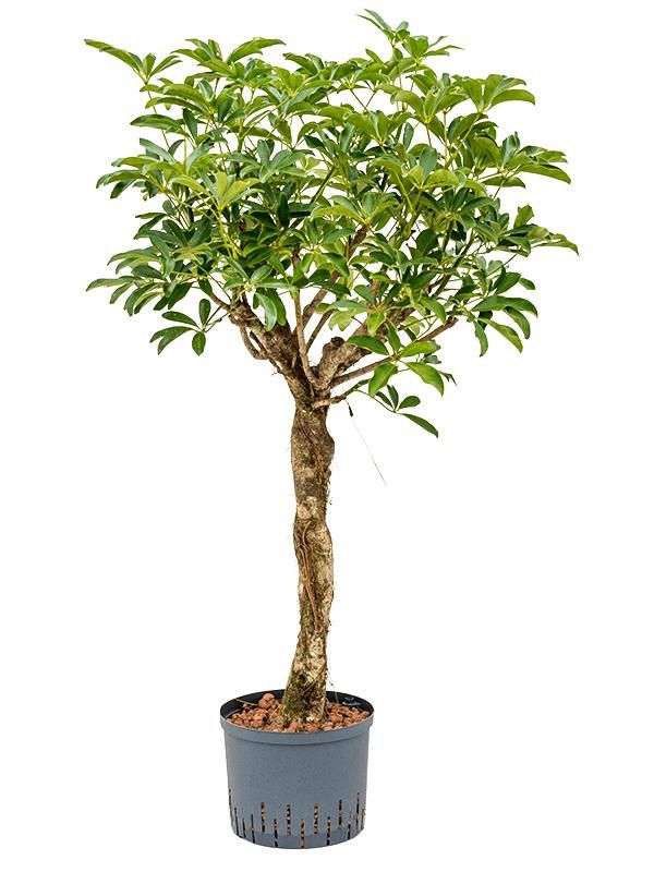 Strahlenaralie - Schefflera Arboricola Compacta (Hydro)