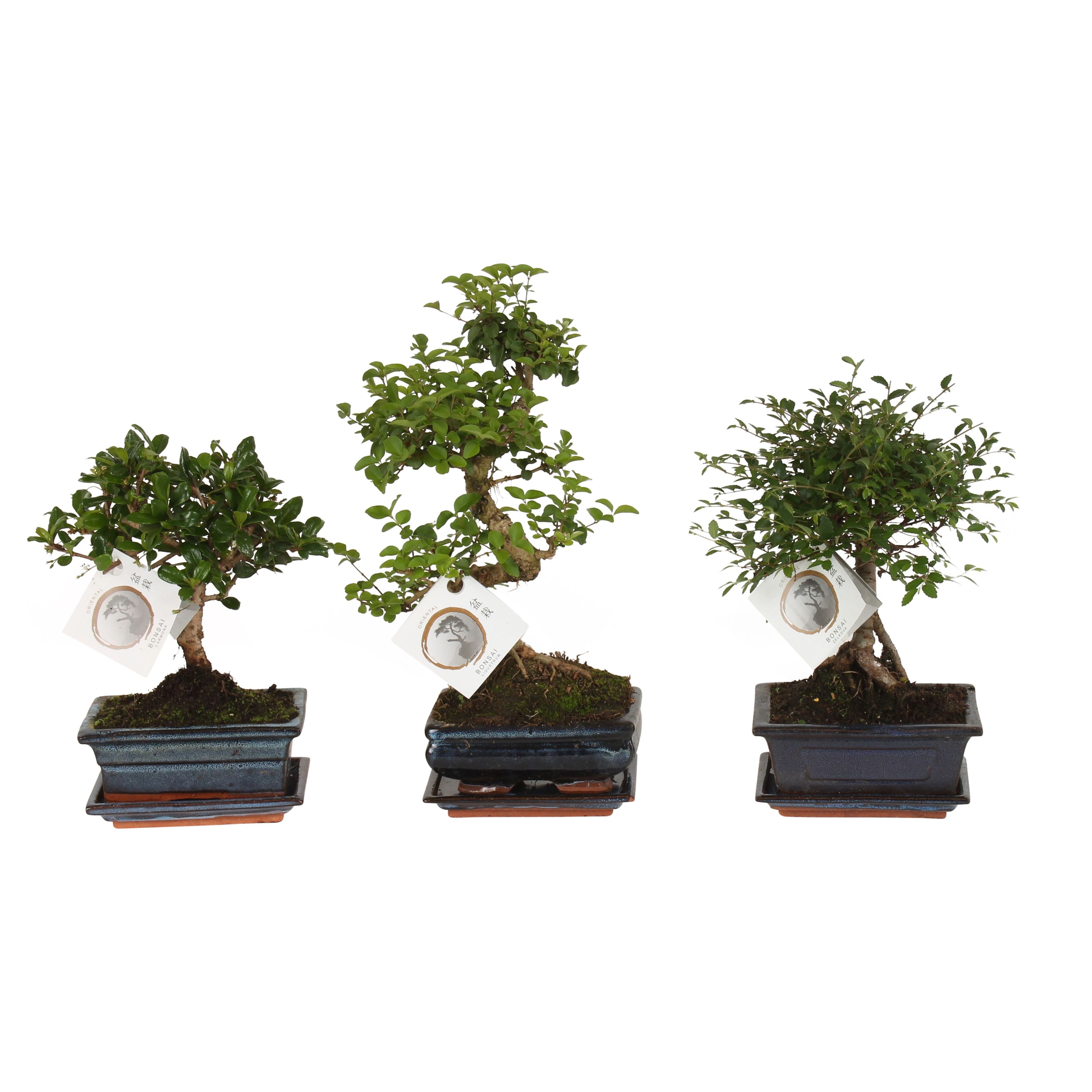 Bonsai Mix