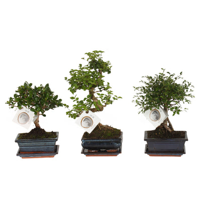 Bonsai Mix
