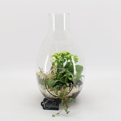 BACR-2505OR Basic fundamentals terrarium