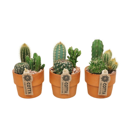 Kakteen-Arrangement im 10 cm großen „Terracotta Kraagpot“