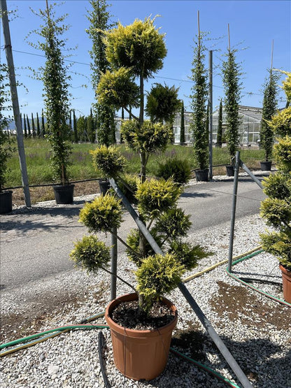 Cuprocyparis Leylandii Gold Rider