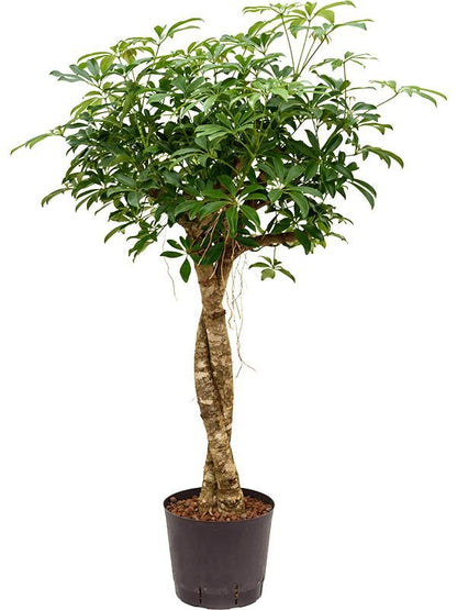 Strahlenaralie - Schefflera Arboricola Compacta (Hydro)