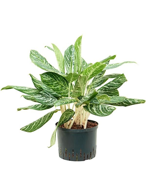 Kolbenfaden - Aglaonema Madonna