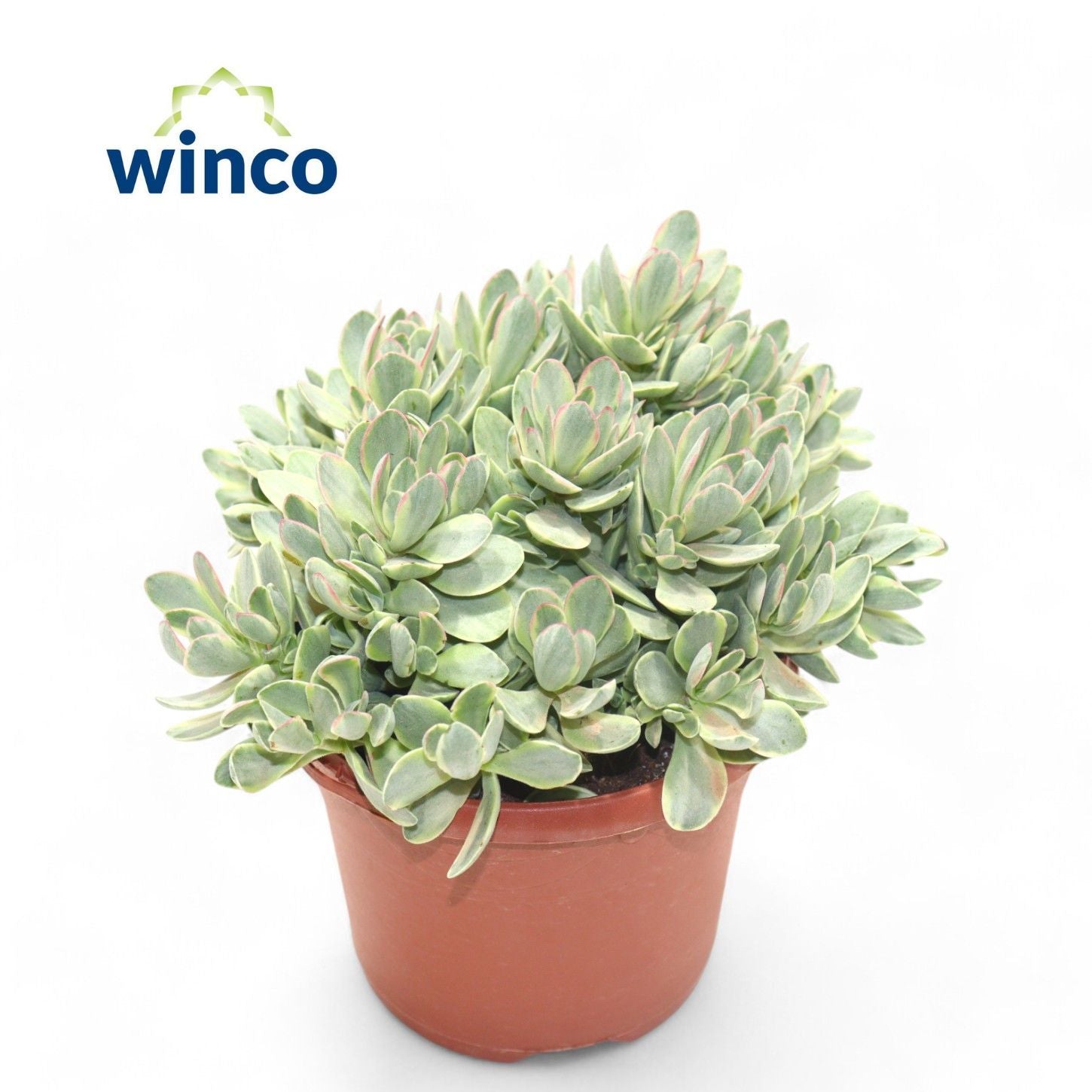 Geldbaum - Crassula Rusby Variagata