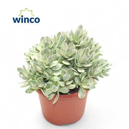 Geldbaum - Crassula Rusby Variagata