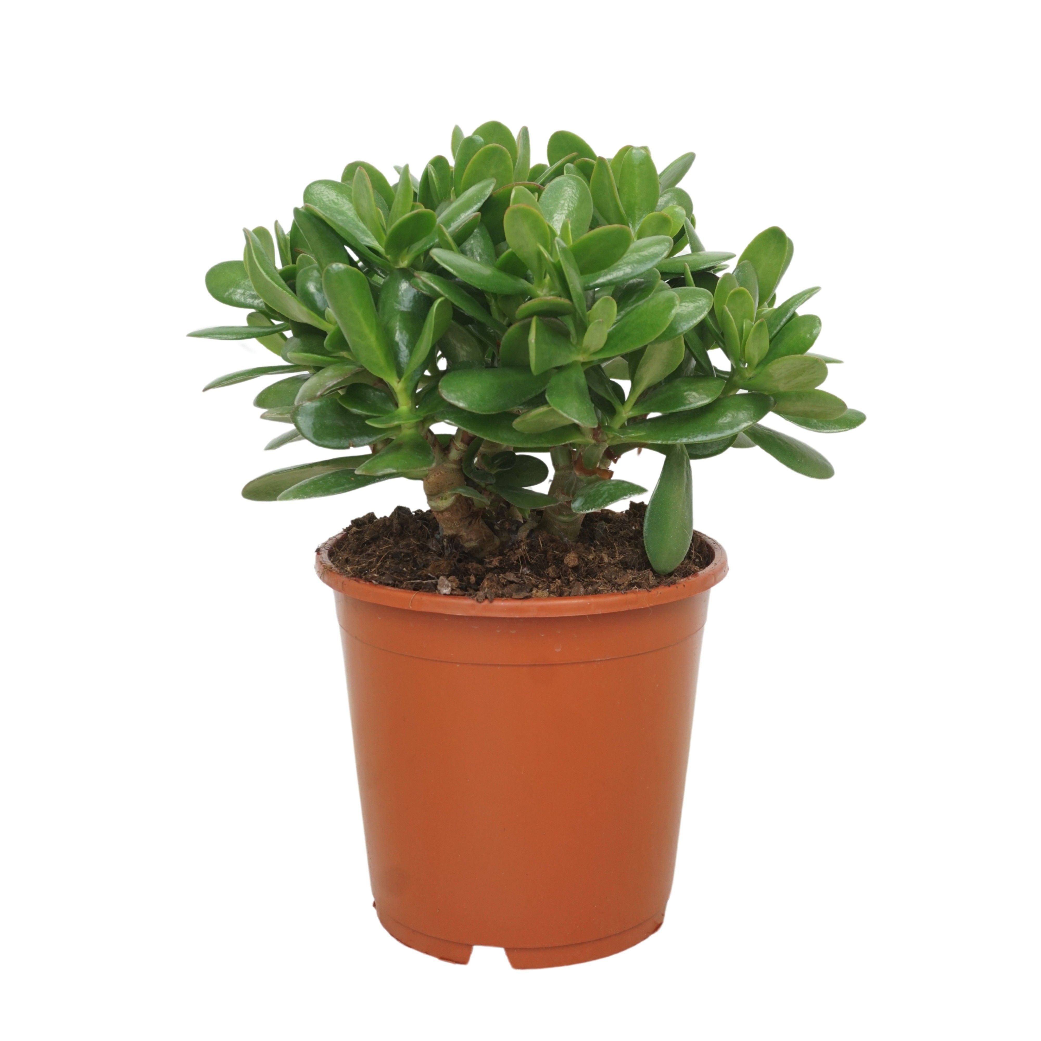 Geldbaum - Crassula (Money Tree)
