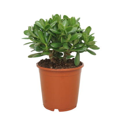 Geldbaum - Crassula (Money Tree)