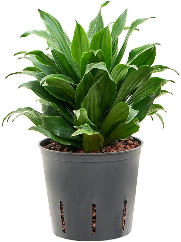 Drachenbaum - Dracaena Fragrans Compacta