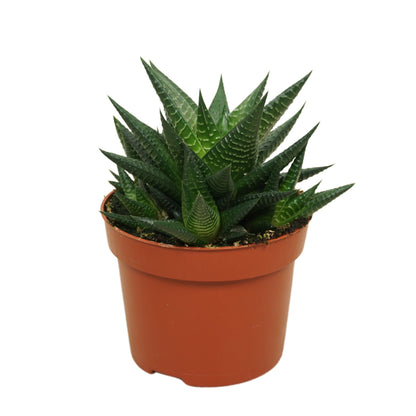 Haworthie ( Haworthia Royal Albert )