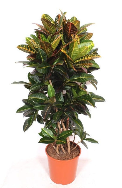 Wunderstrauch - Codiaeum Petra Verzweigt