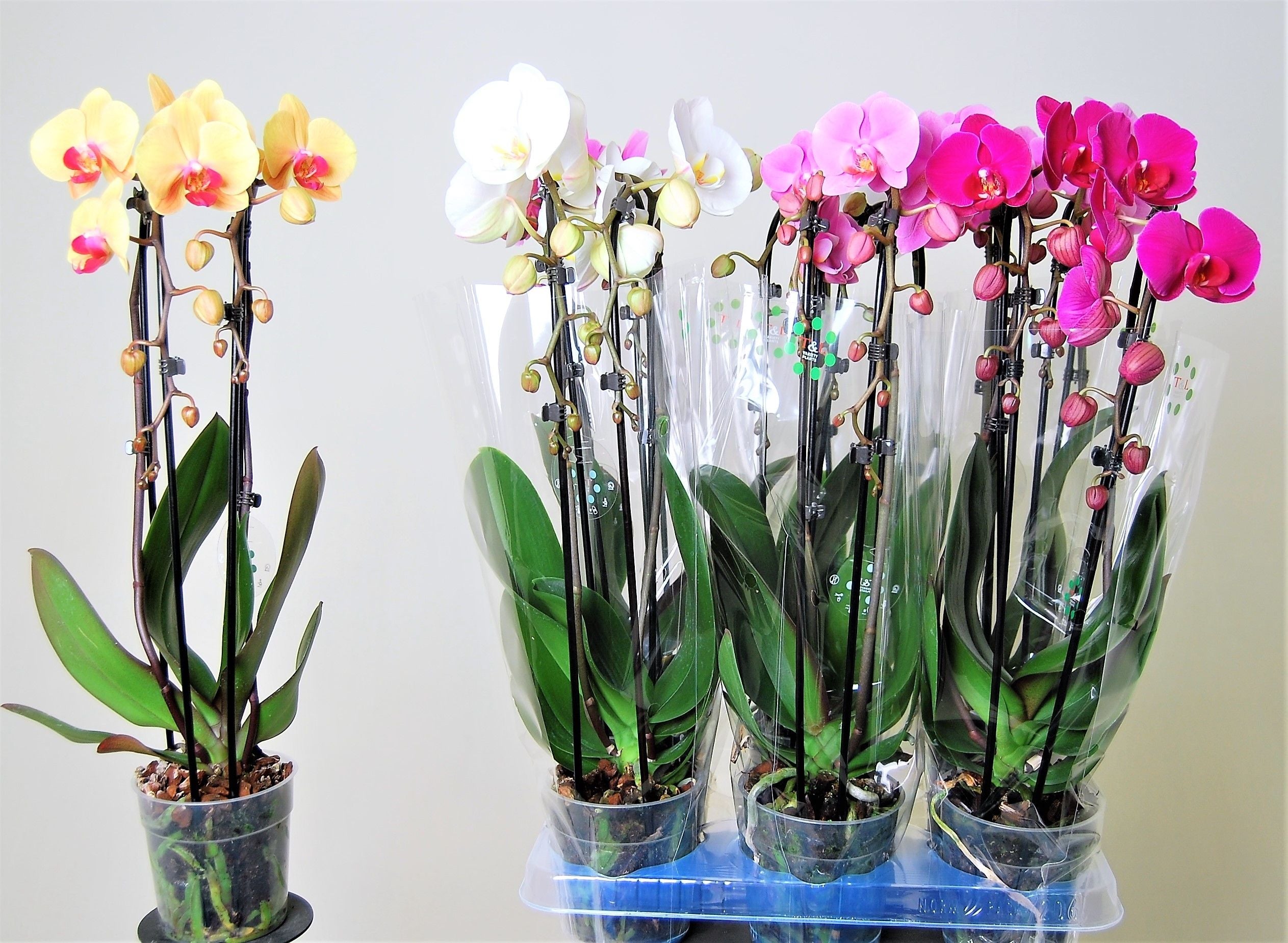 Schmetterlingsorchidee - Phalaenopsis ( Orchid ) Cascade 2 Branches