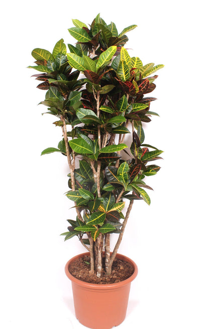 Wunderstrauch - Codiaeum Petra Verzweigt