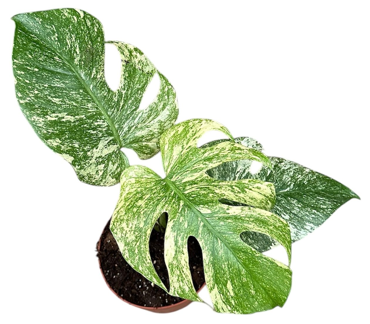 Monstera Mint
