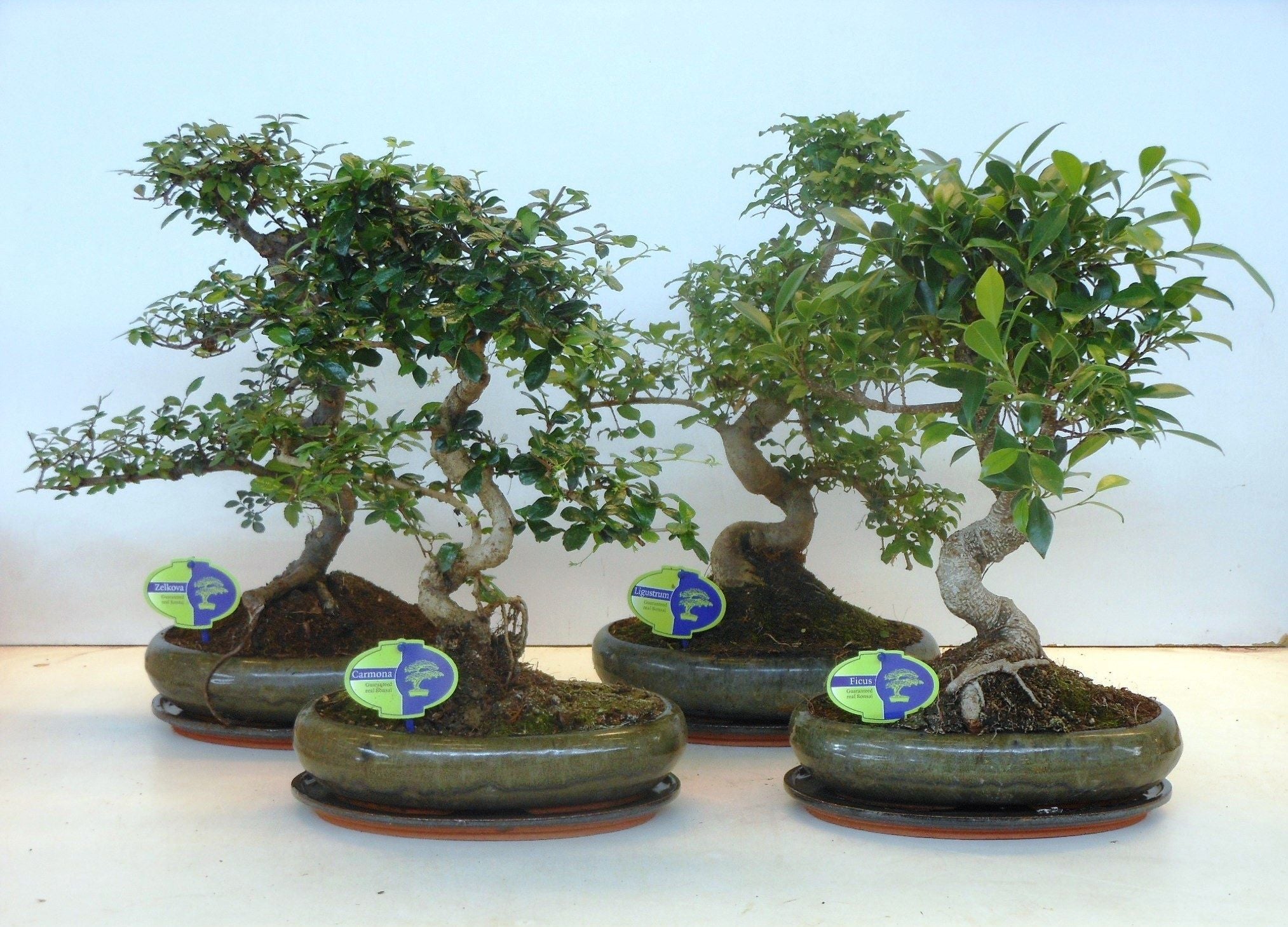 Bonsai Mix S-Shape