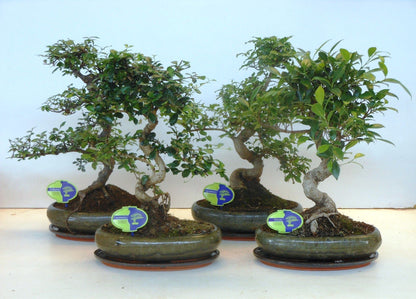 Bonsai Mix S-Shape