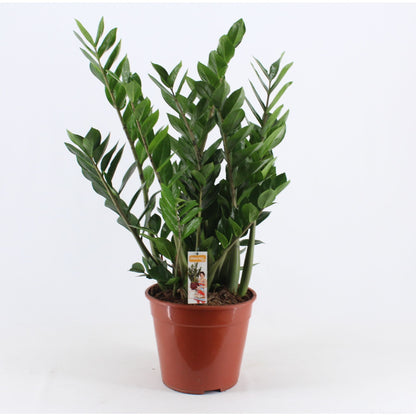 Glücksfeder - Zamioculcas zamiifolia