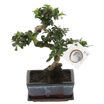Bonsai Fukientee - Carmona Macrophylla S-Form
