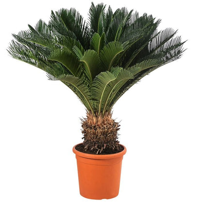 Sagopalmfarn - Cycas revoluta