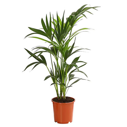 Kentiapalme - Howea forsteriana