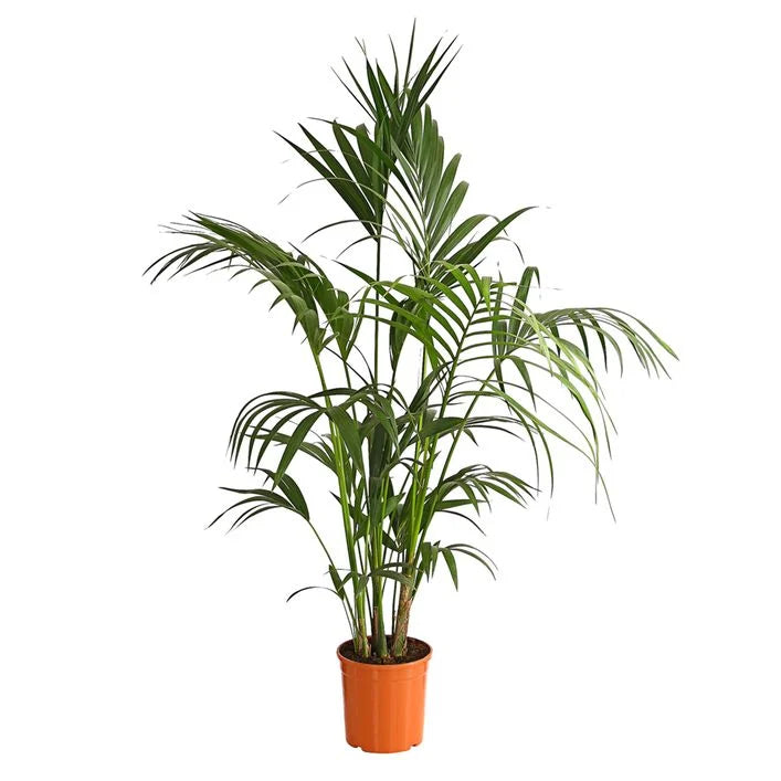 Kentiapalme - Howea forsteriana