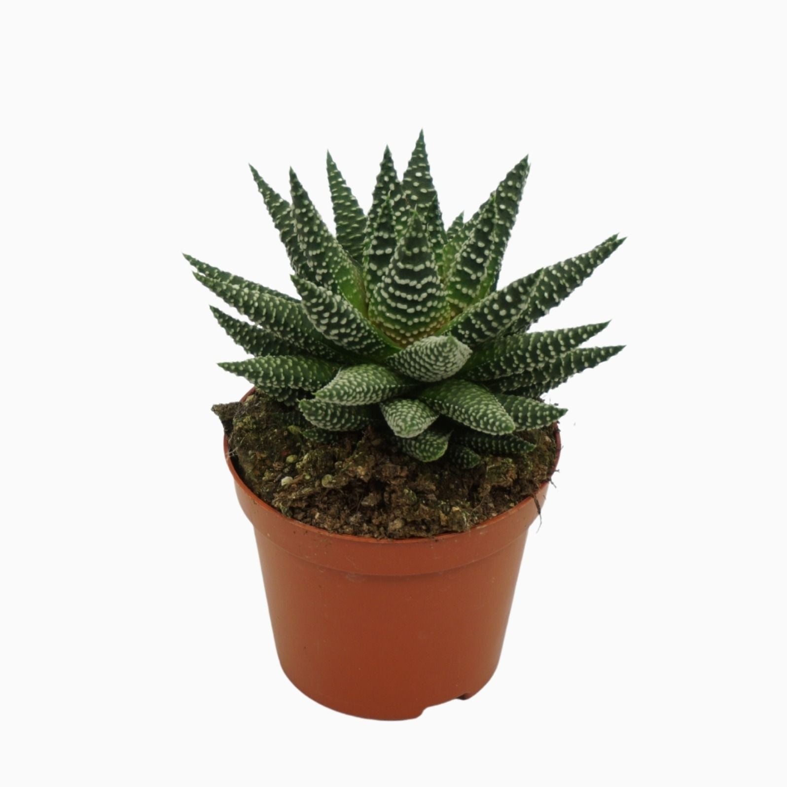 Haworthie ( Haworthia Royal Albert )