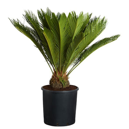 Sagopalmfarn - Cycas revoluta