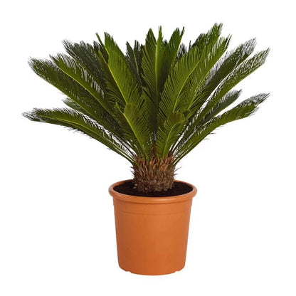 Sagopalmfarn - Cycas revoluta