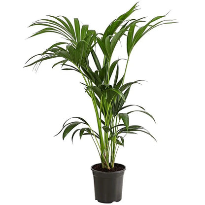 Kentiapalme - Howea forsteriana