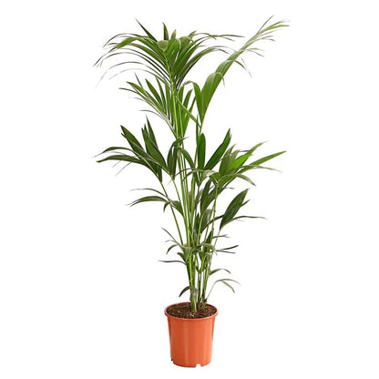 Kentiapalme - Howea forsteriana