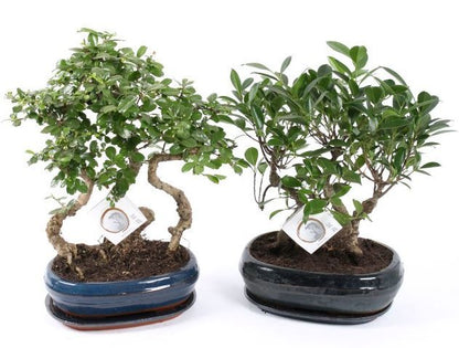 Bonsai Mix Forest