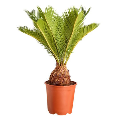 Sagopalmfarn - Cycas revoluta