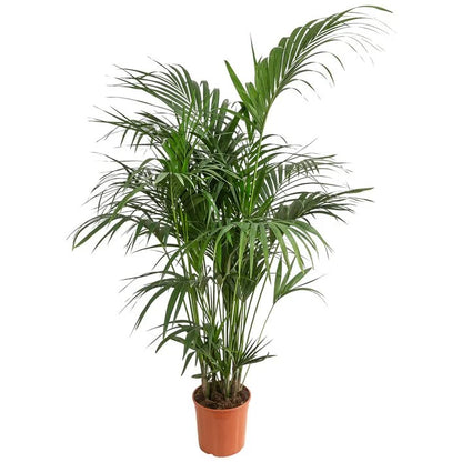 Kentiapalme - Howea forsteriana