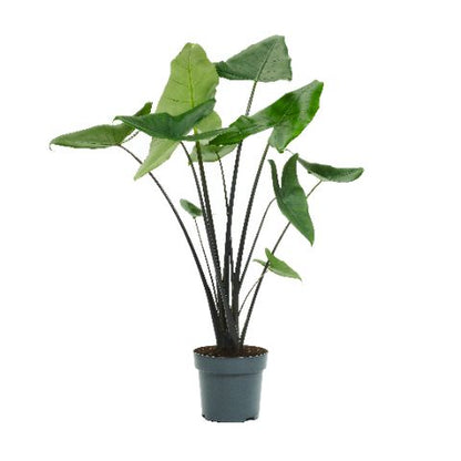 Pfeilblatt - Alocasia Black Zebrina
