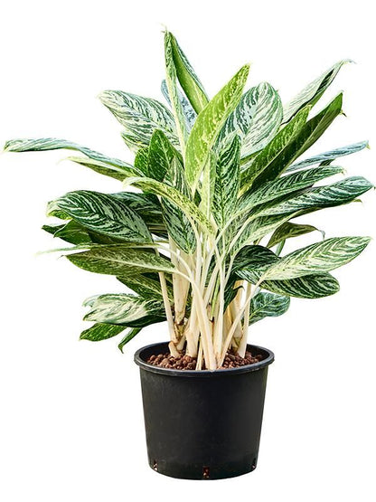 Kolbenfaden - Aglaonema Madonna