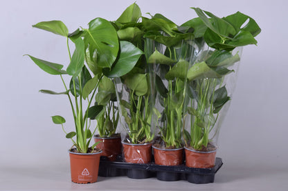 Fensterblatt - Monstera Deliciosa