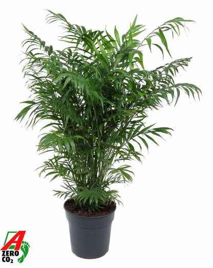 Bergpalme - Chamaedorea Elegans